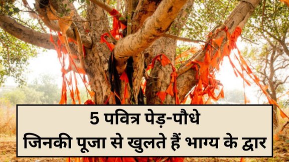 5 Sacred trees and plants, Hindu sacred plants, Hinduism holy trees, Hindu dharm ke pavitra paudhe, Hinduism sacred trees and plants, Puja mein upyog hone wale paudhe, Devotional plants in Hinduism, Worshipped plants in Hindu religion, हिंदू धर्म से जुड़े पवित्र और पूजनीय पेड़-पौधे, jyotish shastra, हिंदू धर्म के पवित्र पेड़ पौधे, पूजा में उपयोग होने वाले पौधे, धार्मिक महत्व वाले पेड़ पौधे, देवताओं से जुड़े पेड़ पौधे, वास्तु के अनुसार शुभ पौधे, हिंदू धर्म में कौन-कौन से पेड़ पौधे पवित्र माने जाते हैं, तुलसी, पीपल, बरगद का धार्मिक महत्व, Vastu Tips, Vastu Shastra