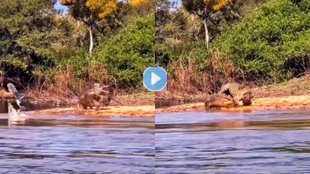 Leopard vs Crocodile, Leopard Crocodile Attack Video