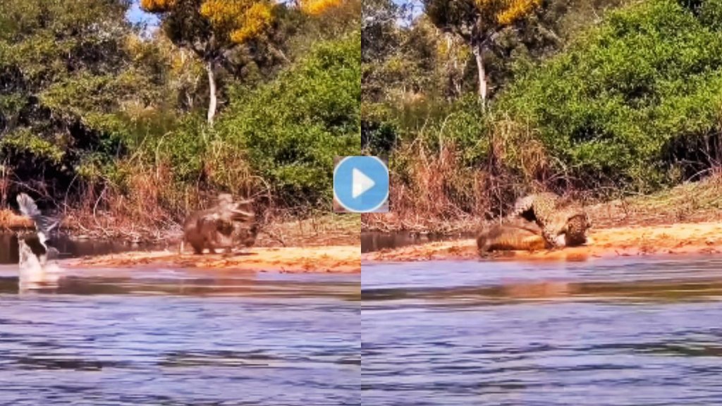 Leopard vs Crocodile, Leopard Crocodile Attack Video Leopard vs Crocodile, Leopard Crocodile Attack Video