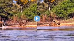 Video: प्रकृति के आगे किसी की नहीं चलती… धीरे-धीरे आगे बढ़ा तेंदुआ, किनारे आराम फरमाता मगरमच्छ और फिर पल भर में खेल खल्लास