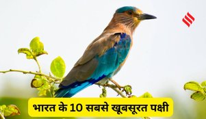 Most beautiful Indian birds