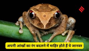 Animals that change eye color