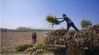 Agriculture in India | latest news |