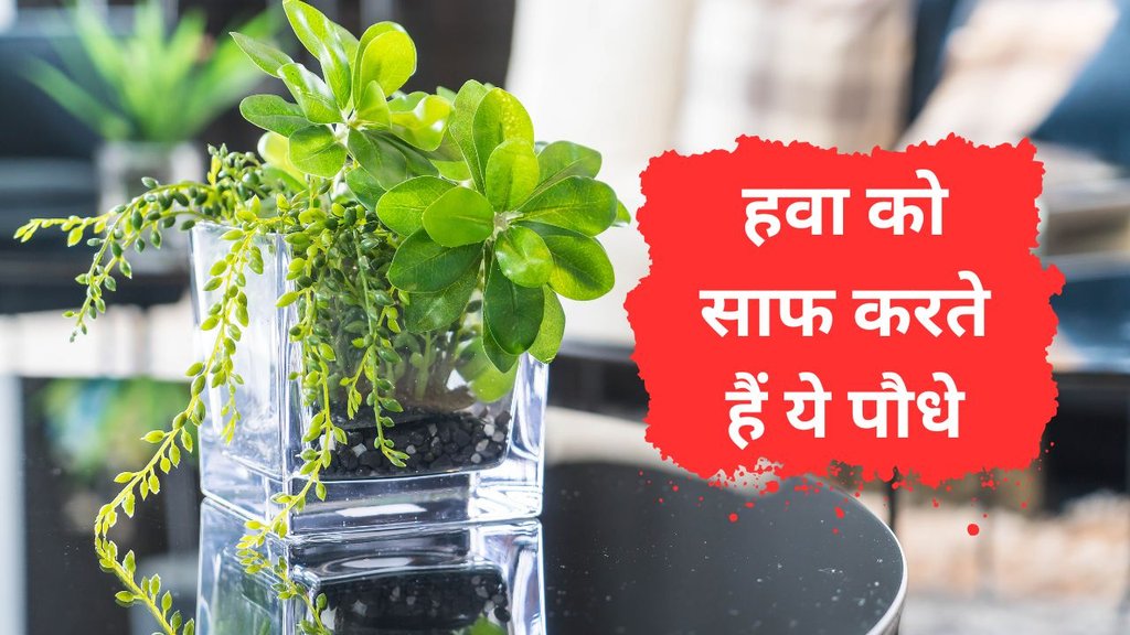 Air Purifying Plants | Three Indoor Plants That Help Reduce Air Pollution at Home | Low-Cost Indoor Plants Air Purifying Plants | Three Indoor Plants That Help Reduce Air Pollution at Home | Low-Cost Indoor Plants