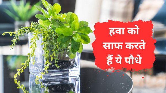 Air Purifying Plants | Three Indoor Plants That Help Reduce Air Pollution at Home | Low-Cost Indoor Plants