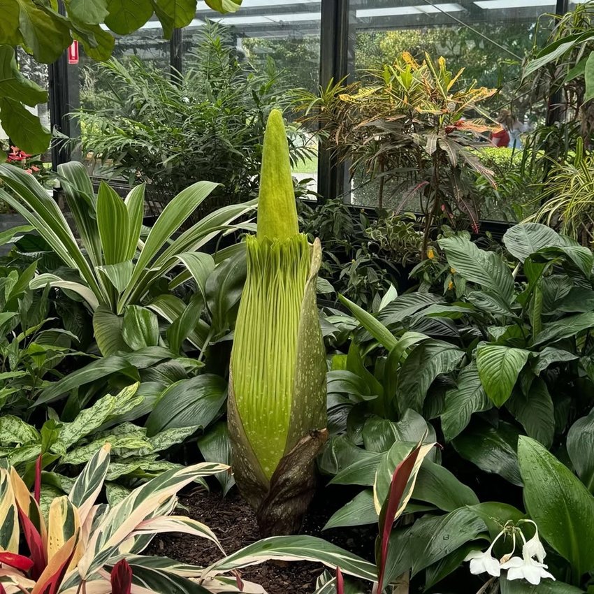 Amorphophallus titanum facts