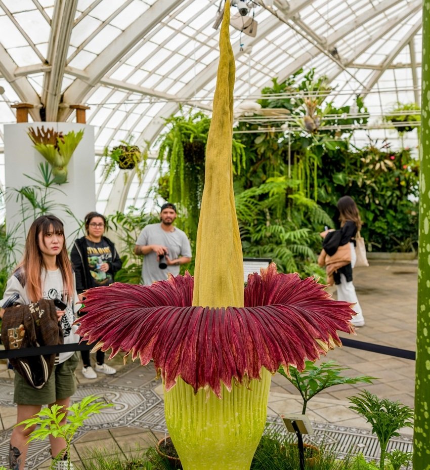Amorphophallus titanum