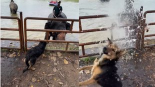 Animal Cute Viral Video, Cute Viral Video, Viral Video