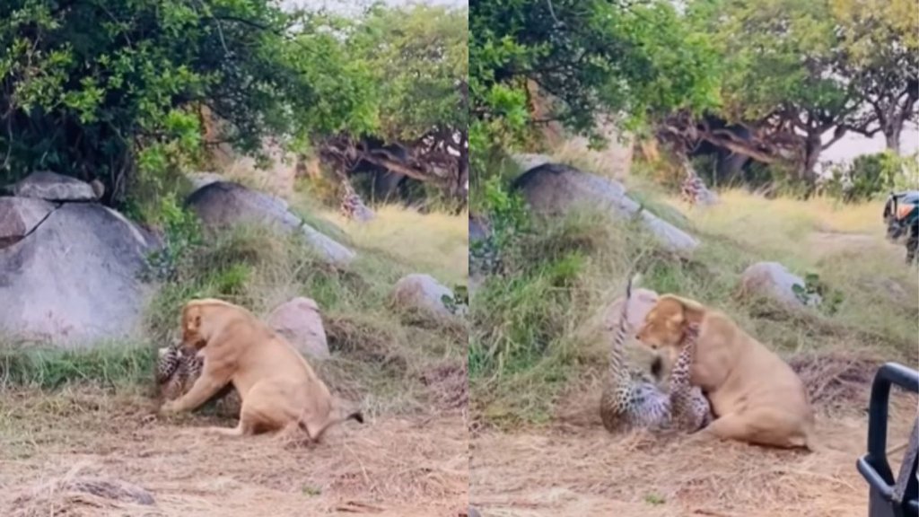 Animal Viral Video, Viral Video, Trending Video