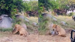 बच्चों के साथ आराम कर रही थी मम्मा चीता, तभी आ गई शेरनी और फिर जो हुआ…, चौंका रहा खूंखार जानवरों के बीच जंग का Viral Video