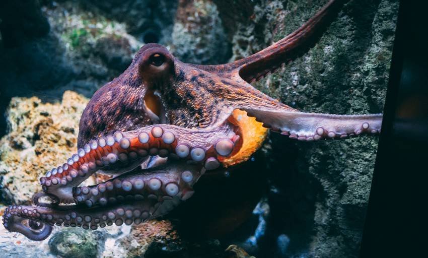 animals with rapid eye colour change