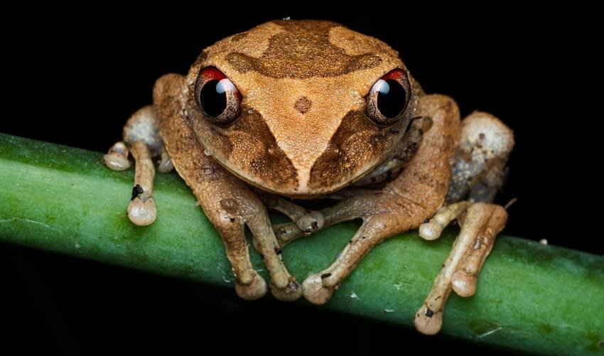 animals that change eye color