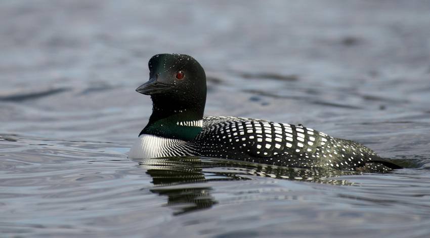 animals that shift eye color quickly