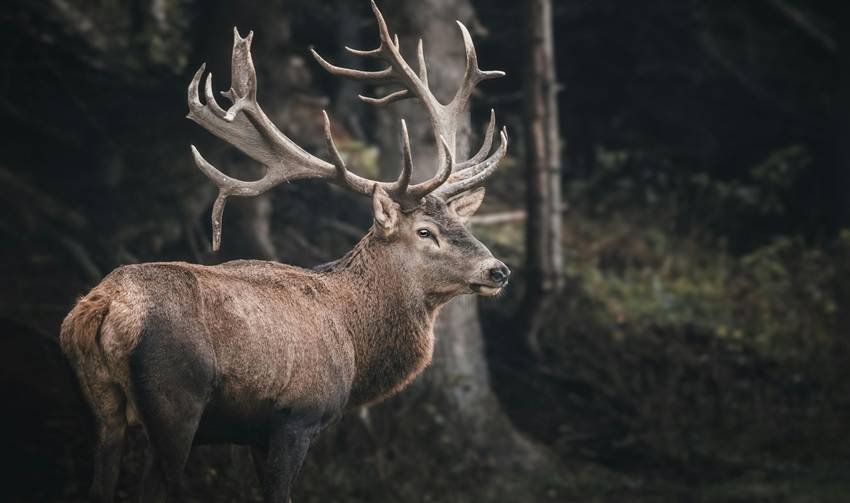 eye color changing animals