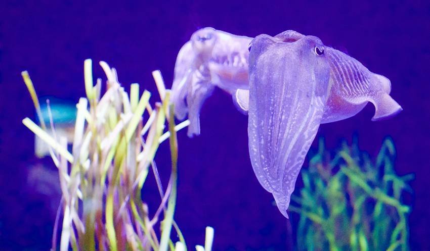 eye colour change in animals