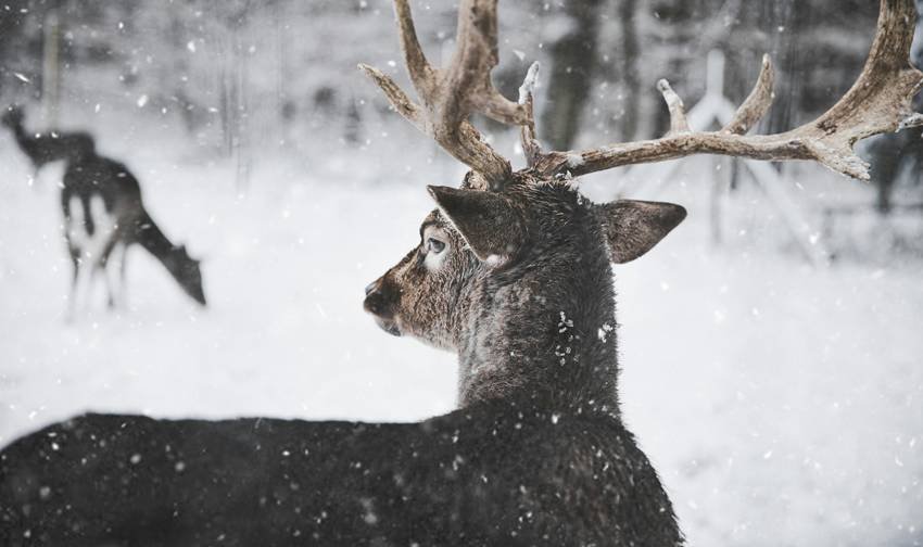 creatures that change eye colour instantly