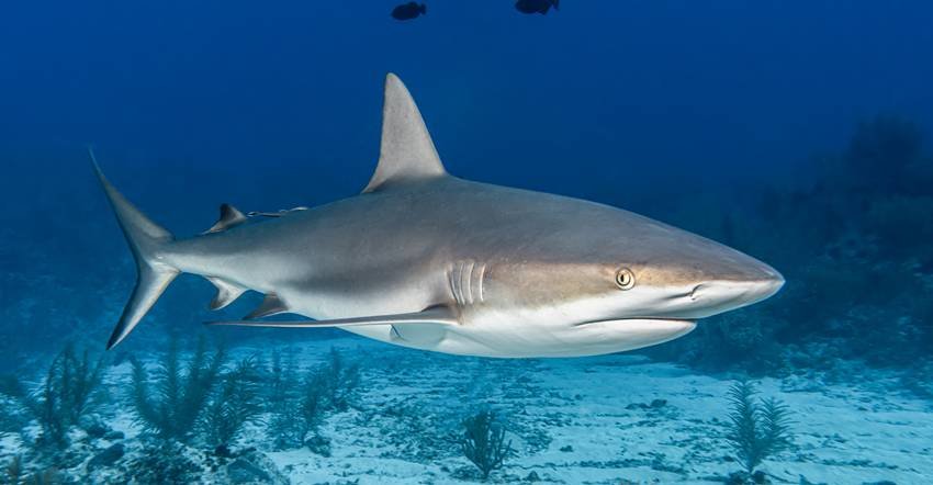 species that change eye color