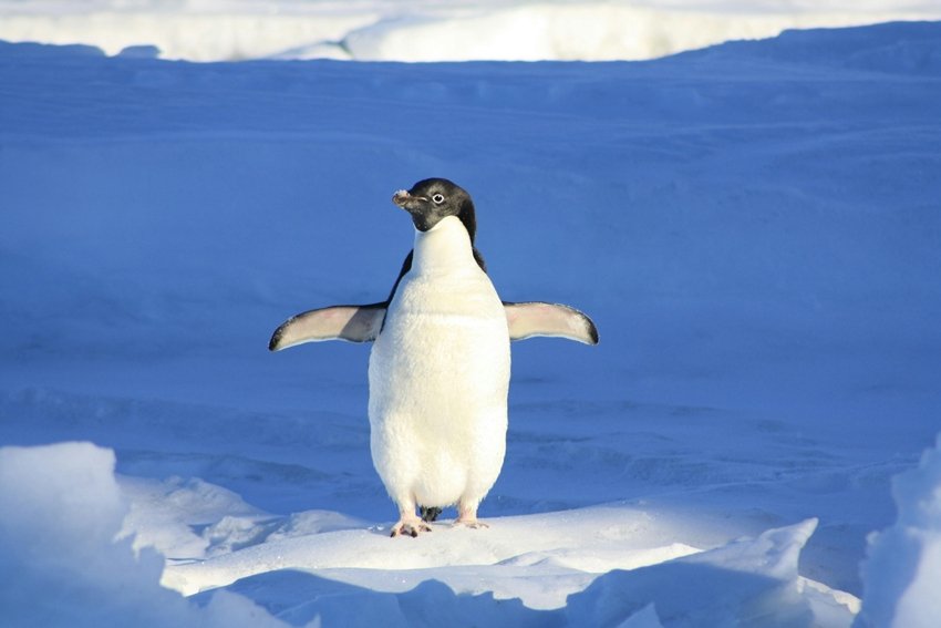 Antarctica penguin safety