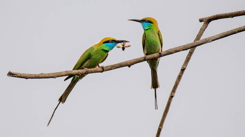 Asian green bee-eater- Most beautiful Indian birds