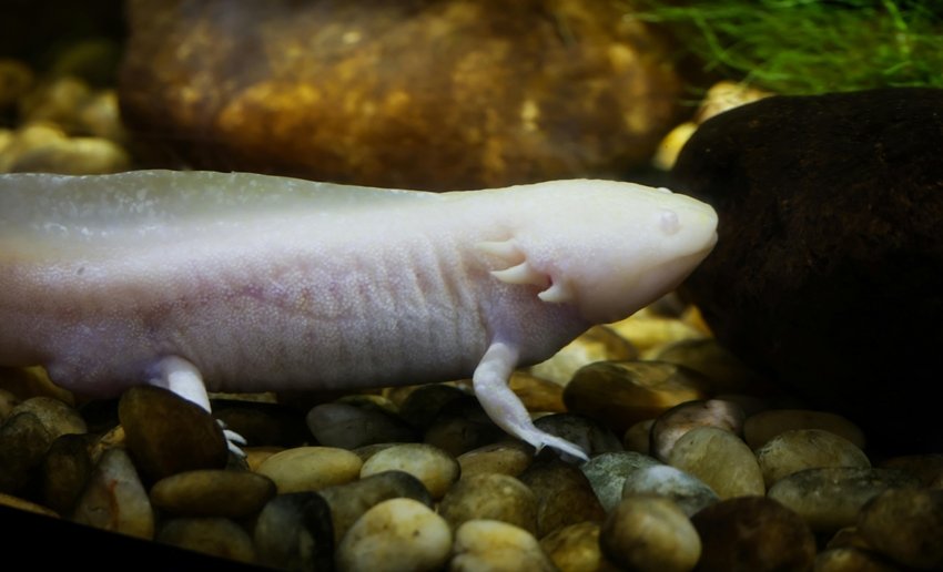 Axolotl