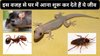 चूहे, कीड़े-मकोड़े और छिपकलियों को घर आने का न्योता देती हैं आपकी ये 5 आदतें
