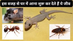 चूहे, कीड़े-मकोड़े और छिपकलियों को घर आने का न्योता देती हैं आपकी ये 5 आदतें