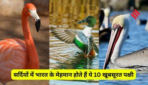 Birds visiting India in winter