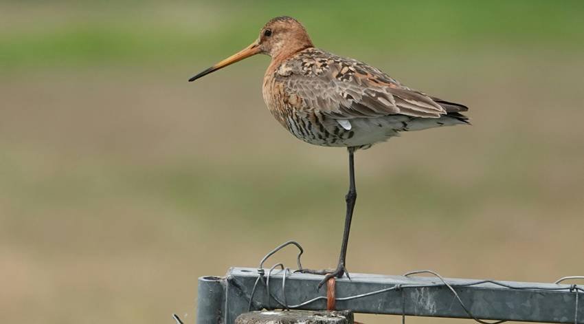 Black-tailed Godwit