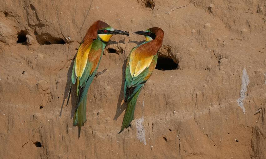Blue-tailed Bee-eater