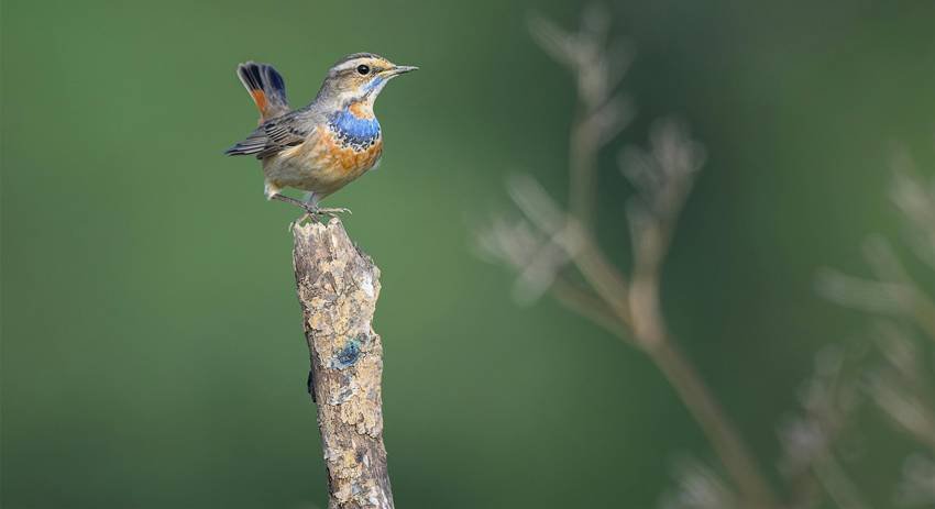 Bluethroat