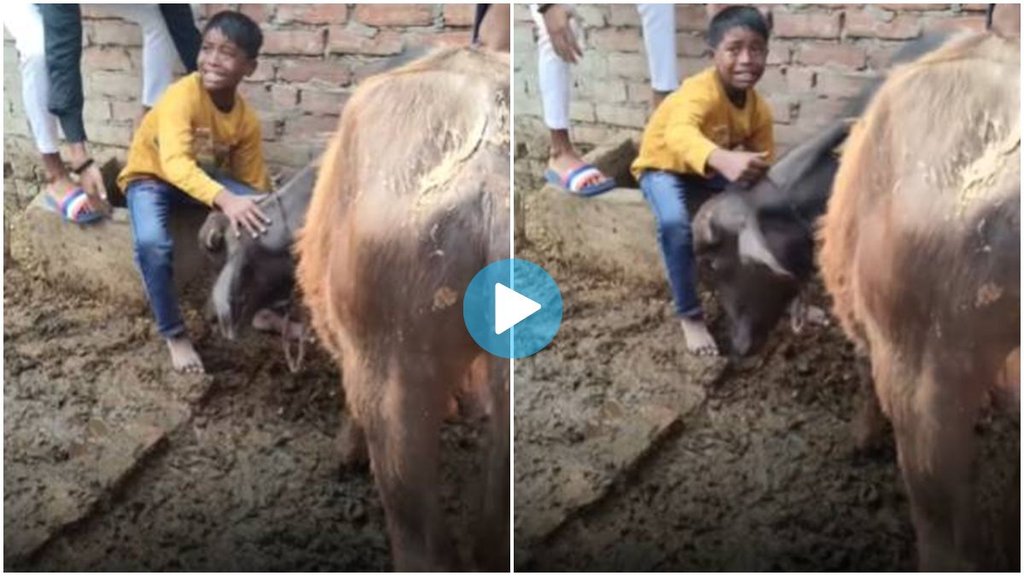 Viral video, Boy cry, Buffalo video, family selling buffalo,