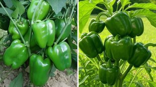 Capsicum Farming, Capsicum farming profit, Capsicum growing season, Capsicum production per acre, capsicum growing tips,Capsicum growing tips in india