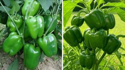 Capsicum Farming: घर की बालकनी में उगाएं शिमला मिर्च, यहां जानें लगाने का सबसे आसान तरीका
