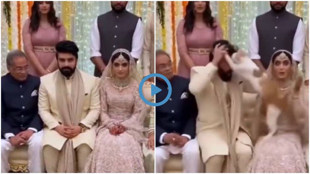 Viral Story, Trending News, Trending Story, Cat Removed Wig,