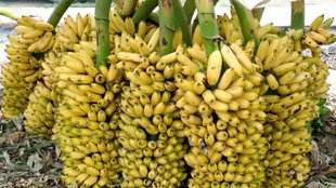 Chemical banana ripening, chemical banana, calcium carbide on banana