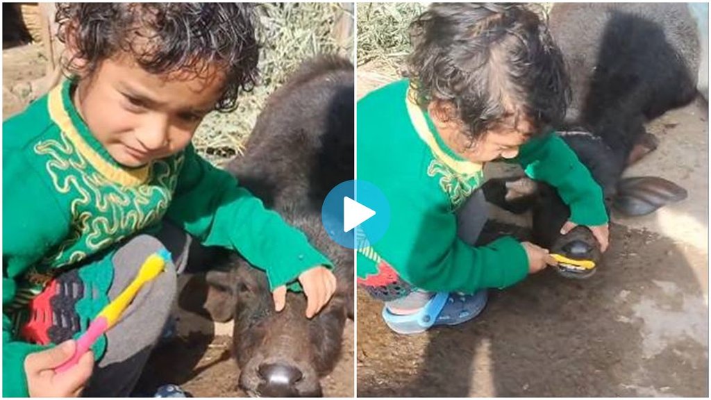 Child Brushed, buffalo teeth, video viral, trending News, Child Brushed, buffalo teeth, video viral, trending News,