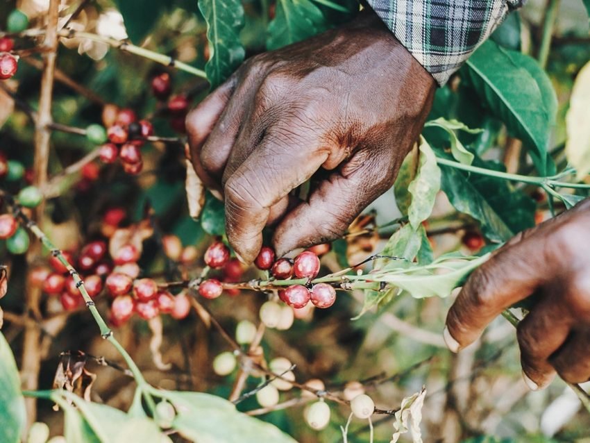 Coffee plant watering schedule