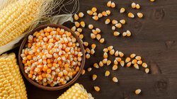 अमेरिका से मक्का आयात कर रहा बांग्लादेश, सूअर के गोबर की खाद से उगी फसल को लेकर मचा बवाल