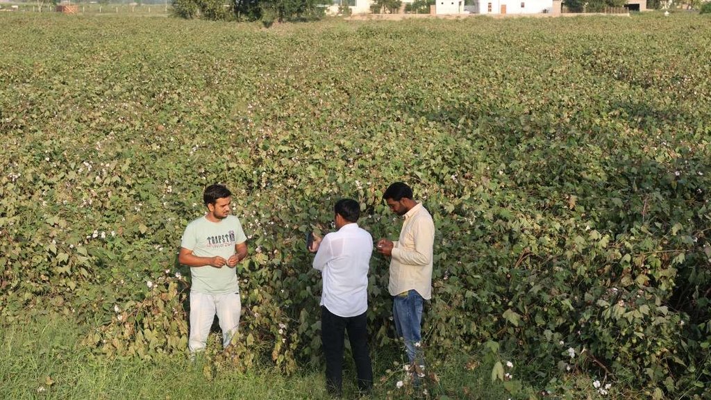 Cotton farmers, cotton farming, cotton news Cotton farmers, cotton farming, cotton news