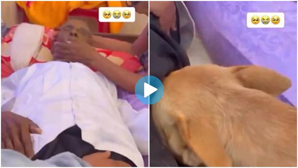 Viral Video, Trending Video, Dog Cry, Dog Cry Viral Video, Viral Video, Trending Video, Dog Cry, Dog Cry Viral Video,