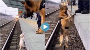 Dog Viral video, Puppy viral Video, Dog Saved a Puppy,