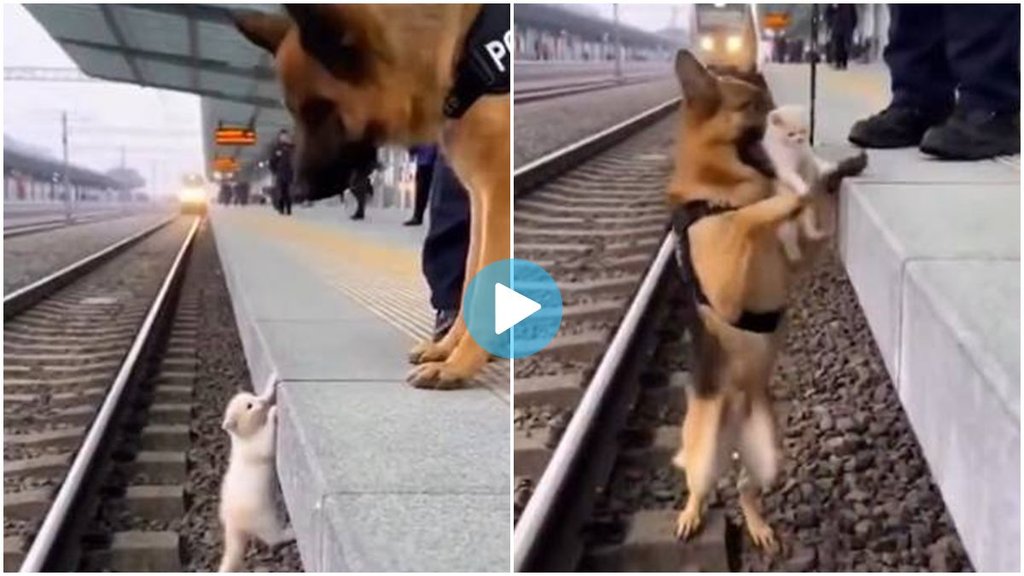 Dog Viral video, Puppy viral Video, Dog Saved a Puppy,