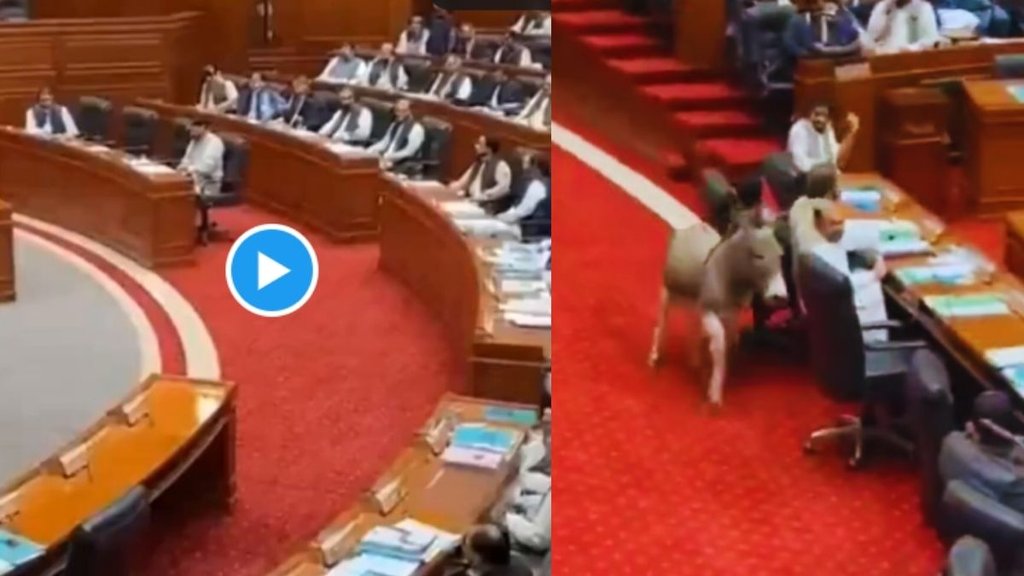Donkey Crashes Into Pakistani Assembly