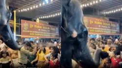 श्रद्धालुओं को रोक रहे पुलिस जवान पर हाथी ने किया अटैक, सूंड से गर्दन पकड़ कर पानी में पटका और फिर…, रोंगटे खड़े करने वाला Viral Video