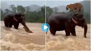 Elephant Saved Tiger, Flood video, viral video,
