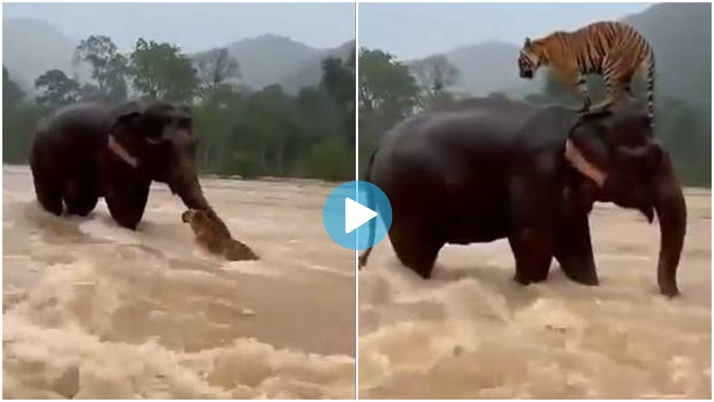 Elephant Saved Tiger, Flood video, viral video,