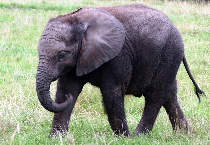 Elephant