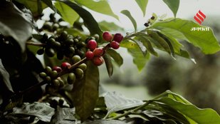 Everything You Need to Know About Growing a Coffee Plant at Home