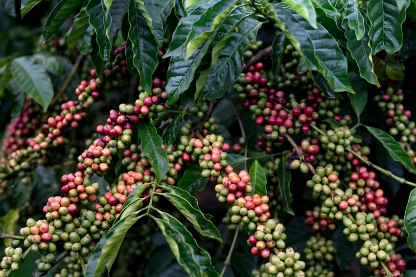 Fertilizer for coffee plants