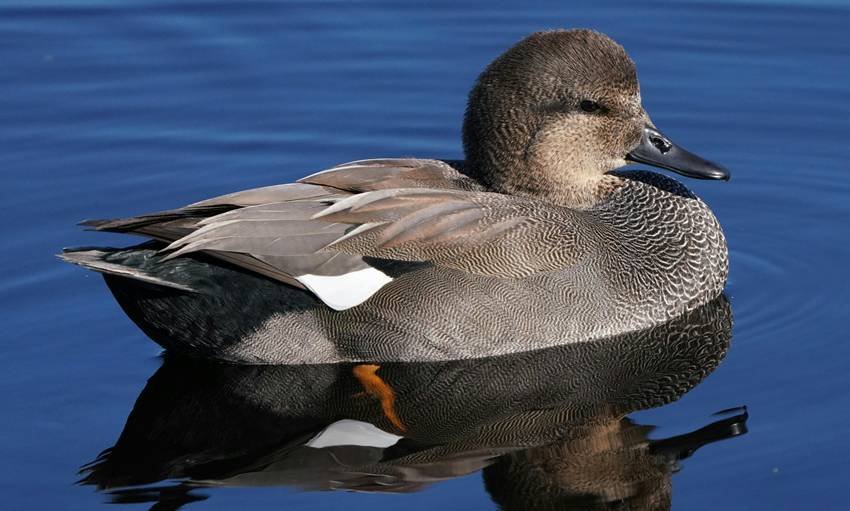 Gadwall